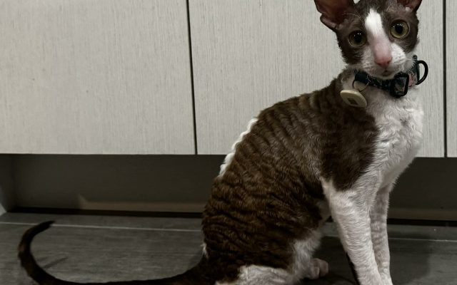 0d759f8d-c4b6-4750-a86d-3c64b1ce4454