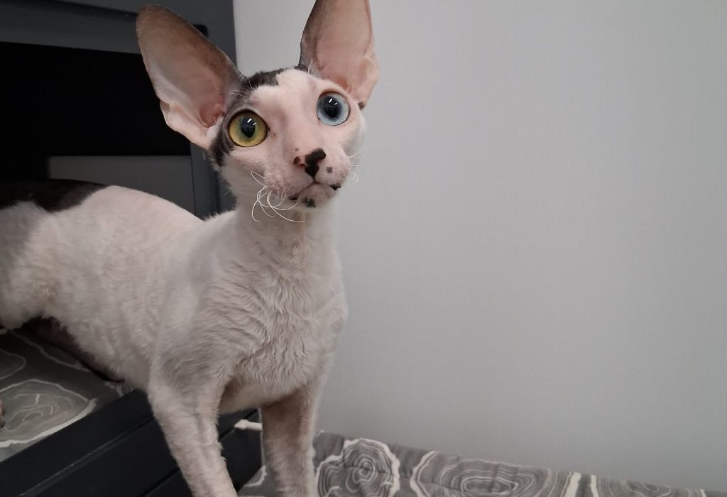 11fc43aa-45c2-49b5-864b-7e94410b276b