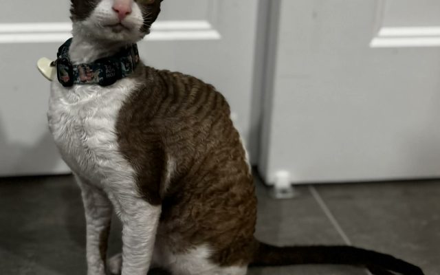 15d95597-b697-4f44-b712-9c27a000785c