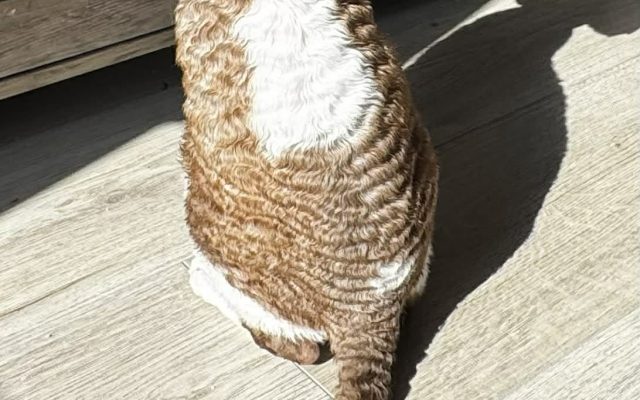 fed73411-d43c-49fd-ba4b-d22461f60464